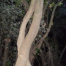 환상숲의 기이한 사랑나무 -쌍 연리목 이미지