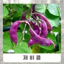 콩꽃씨 쇼핑하우