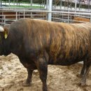 리버스위트칸타빌@ 이미지