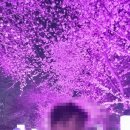 김포시노인종합복지관 | 김포 계양천 벚꽃축제 벚꽃길 후기✨ 산책코스·포토존·주차 꿀팁까지 5가지