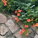 8.6.thu 간 밤의 꿈, 토템과 터부 이미지