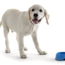 PUPPY HILL'S 이미지