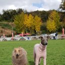 개스키라빈스 이미지