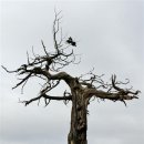 나무와 새 이미지