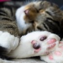 고양이 발바닥 이미지
