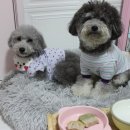 맛있개냥 이미지