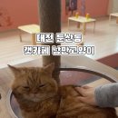 캣카페낭만고양이