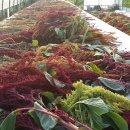 아마란스 이미지