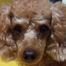 몽실이 이미지