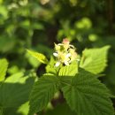 복분자(Black Raspberry) 이미지