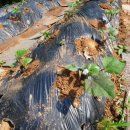 대박기원농장 이미지