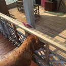 레이지독 이미지