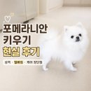빠짐 - 북구 동대중앙로 43 | 포메라니안 키우기 현실적인 장단점 5가지｜성격, 털빠짐 솔직 후기
