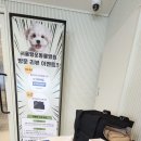 행운동물병원 네이버블로그