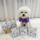 펫루션 | 소금이가 직.접 사 먹어보고 찐찐 만족한 내돈내산 펫루션화식 ♥