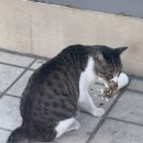 길냥이와 함께하는 이미지