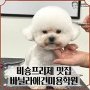 펫미용 이미지