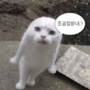 카페키노 네이버블로그
