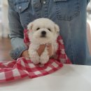 베리독 강아지고양이 평택본점 | 분양전문 평택강아지분양 베리독 강아지고양이 평택본점