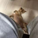 은행동주민센터 | 대전 성심당 DCC점 케익부띠끄 생귤시루 주말 한시간 웨이팅 후기 및 임산부 프리패스