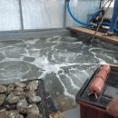 진도 아라 전복 이미지