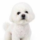 푸숑푸숑 | 🐶 푸숑 미용 전후 비교! 털 폭발에서 귀요미로 변신✨