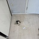 부천중앙병원 | 부천 빌라 마루 불똥 화상 손상! 감쪽같이 복구한 마루부분교체 후기 🔥