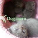 도그도그샵 이미지