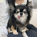 발렌티몽 이미지