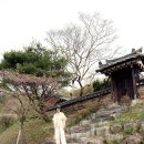 도화 민박 | 무릉도원이? 대구 근교 가볼만한 곳, 경북 고령 도진마을 무릉원 삼색능수도화 개화 현황과 주말 나들이