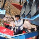 주말 에버랜드 산리오 튤립 꽃 축제 후기와 꿀팁! (카카오T 주차비 정산, 로스트밸리, 앱 스마트 줄서기)