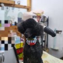 폼나개이뿌개 이미지