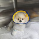 본 동물메디컬센터 외과동물병원 이미지