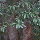 붉가시나무Quercus acuta Thunb. 이미지