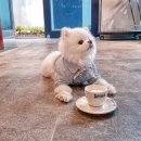 프린세스애견 이미지