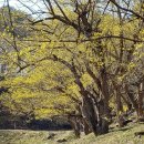 이천산수유마을 이미지