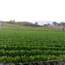 옛고을농장 이미지