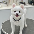 빵독 반려미용실 이미지