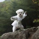 그린태권도 이미지