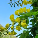 야생화정원펜션민박 이미지