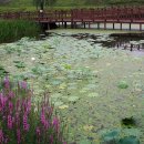 생태습지 이미지