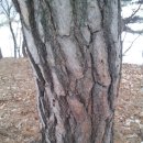 소나무 PC 이미지