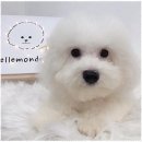 강아지미용실_편안 이미지