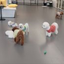 리츠펫 이시아폴리스점 이미지