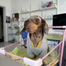 에이치동물메디컬센터 | [부산/온천장]24시 동물병원, 에이치동물메디컬센터에서 강아지 건강검진받은 후기