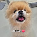 애견호텔 몽몽 이미지