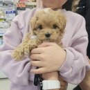 미유펫대구 강아지분양고양이분양(도그플러스동물병원) | 강아지분양 전 반드시 확인할 항목과 미유펫대구 도그플러스동물병원 선택 요령