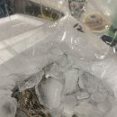삼배체 굴 홈마카세 내돈내산 후기 (수산대전 제로페이, 농라 가보수산)