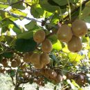 굴지농원 이미지