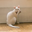 하피케이크